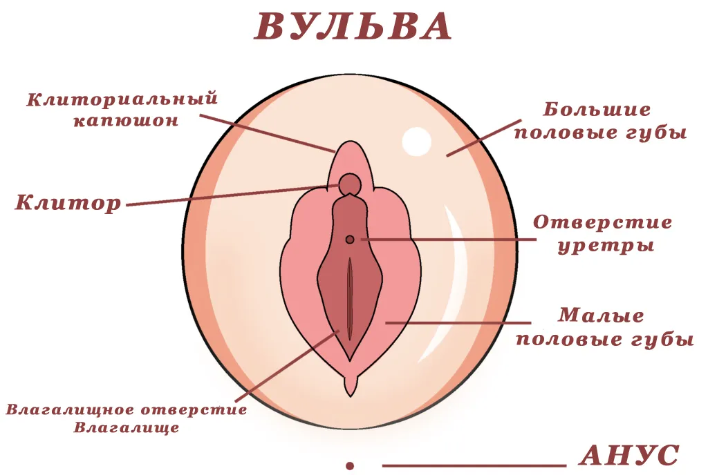 Размеченная схема вульвы, выделяющая клитор, капюшон клитора, половые губы, отверстие уретры, вход во влагалище и анус для стимуляции.