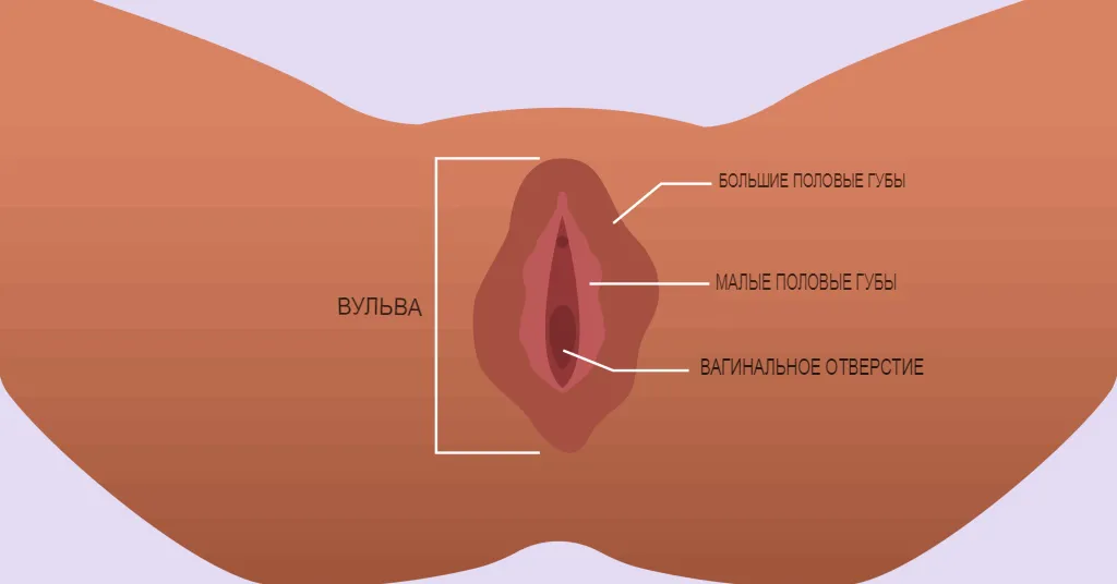 Что такое половые губы