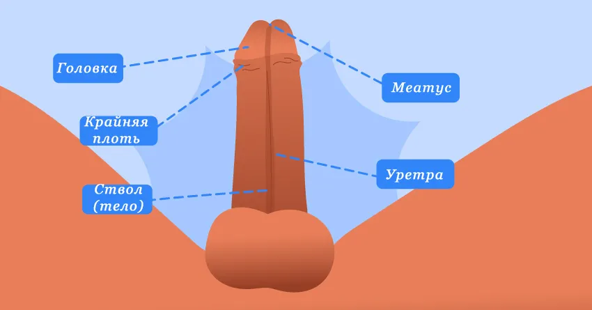 что такое пенис
