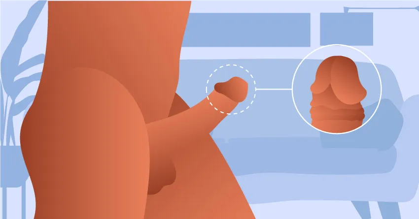 Изучите мужскую сексуальную анатомию